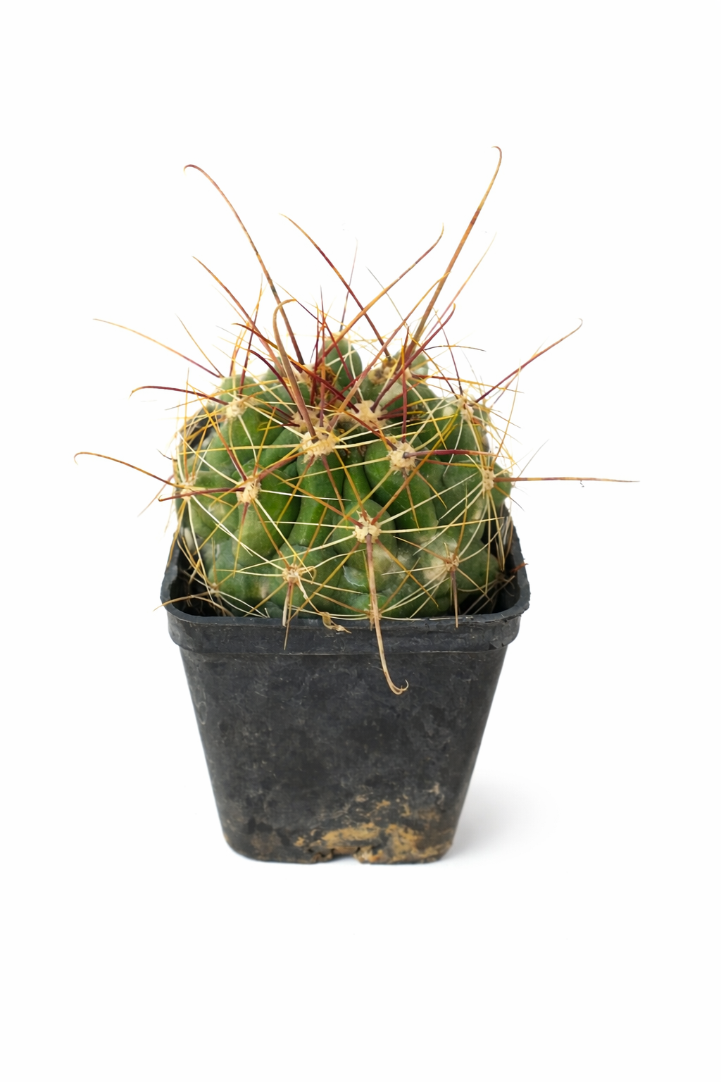 Ferocactus hamatacanthus small green cactus with long reddish and yellow spines in black pot
