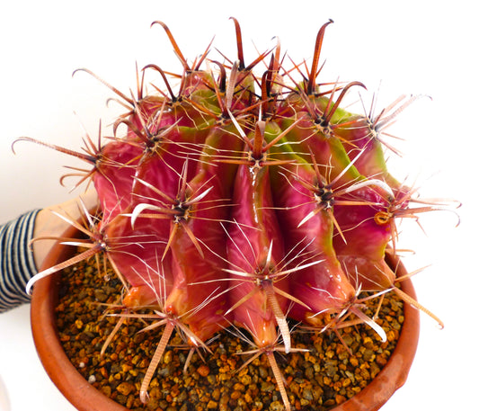 Ferocactus herrerae rare succulent cactus with vibrant pink and green ribs and long curved spines in pot