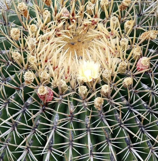 Ferocactus histrix succulent cactus with dense yellow spines and small white flower bloom