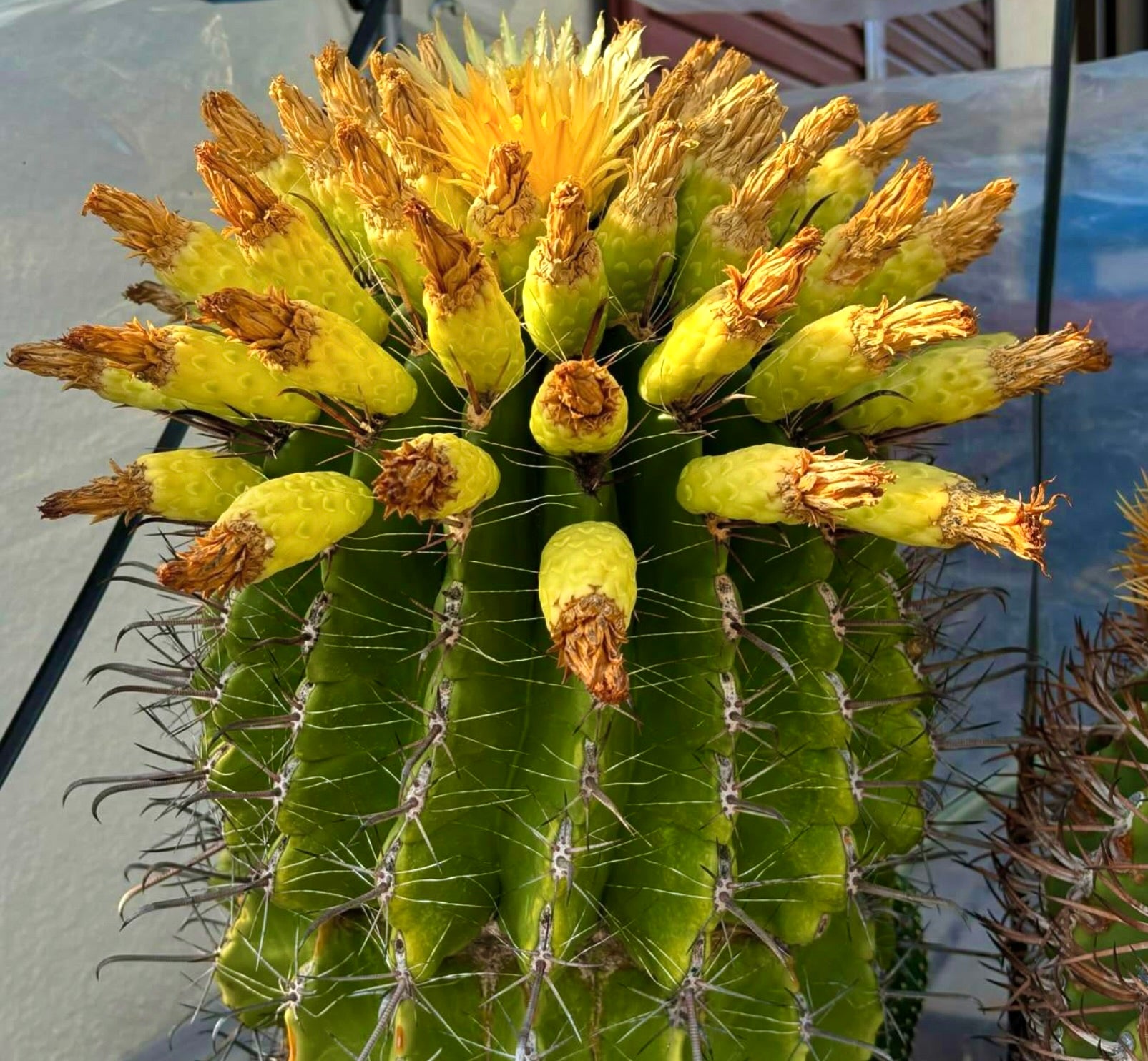 Ferocactus horridus cactus with bright yellow fruit and sharp spines on green ribbed stem