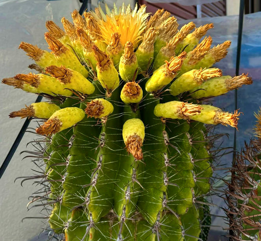 Ferocactus horridus cactus with bright yellow fruit and sharp spines on green ribbed stem