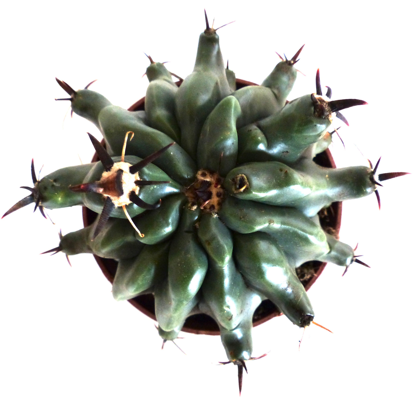 Ferocactus horridus var. brevispinus saftig kaktus med tykke grønne stammer og skarpe mørke pigger