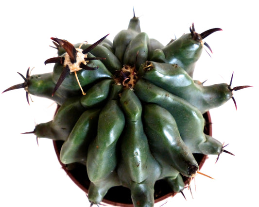 Ferocactus horridus var. brevispinus succulent cactus with thick green ribs and dark curved spines