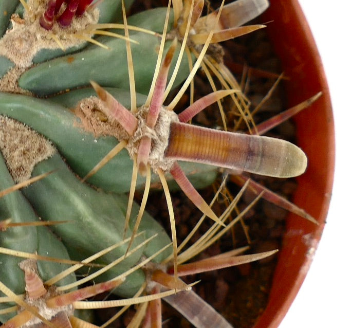 Ferocactus latispinus succulent cactus with thick spines and ribbed green body in pot