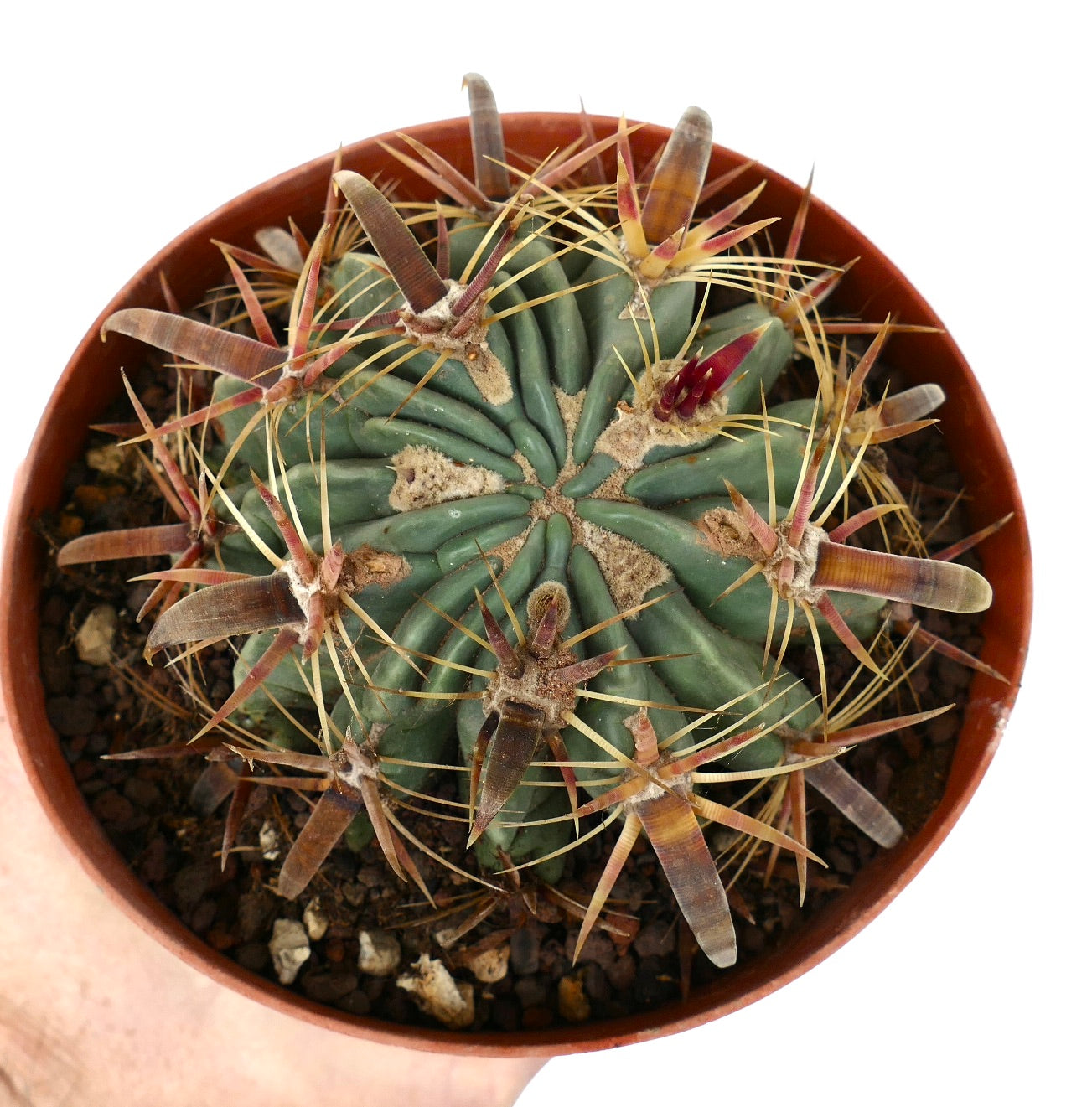 Ferocactus latispinus succulent cactus with thick, curved brown spines in terracotta pot