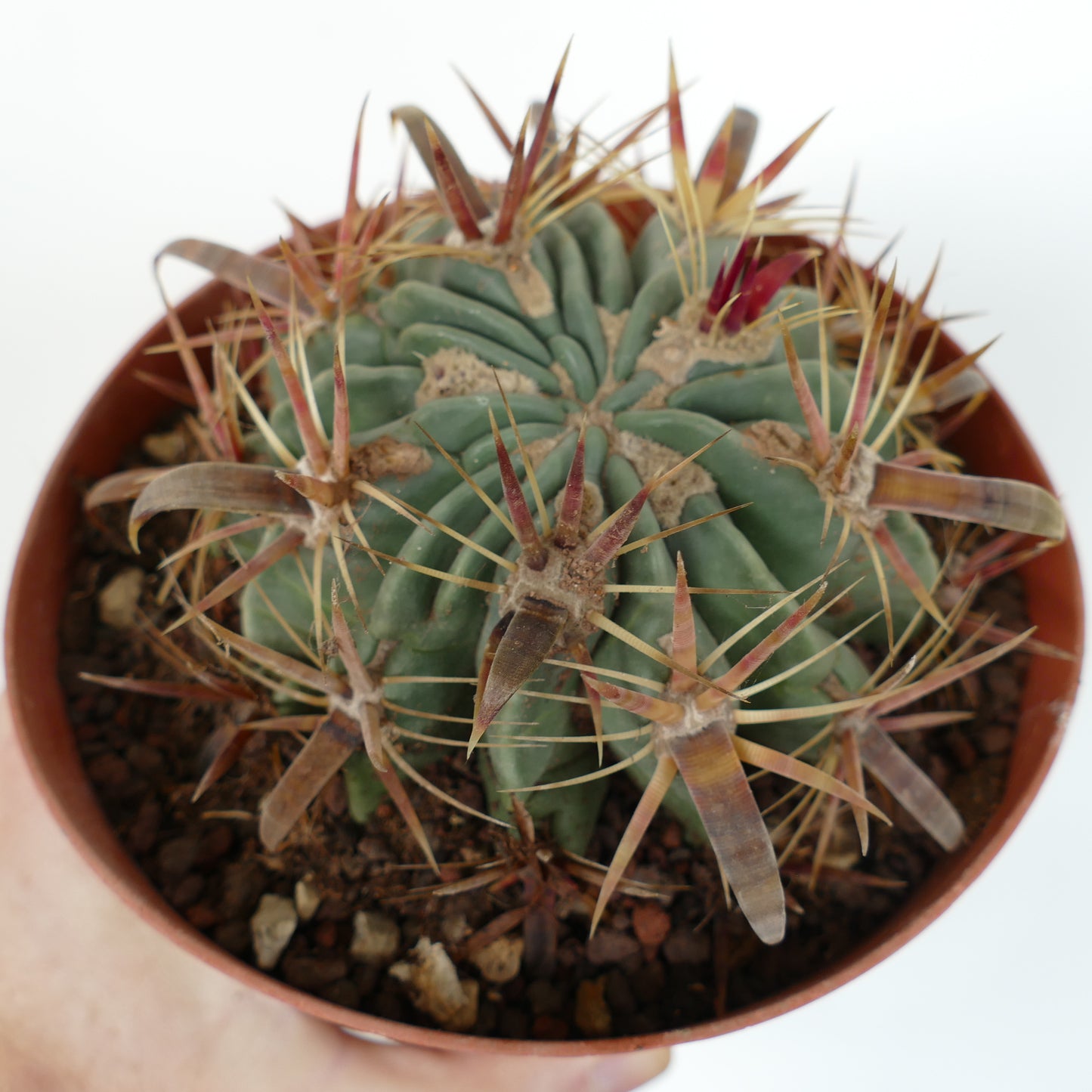 Ferocactus latispinus succulent cactus with thick reddish-brown spines in small pot
