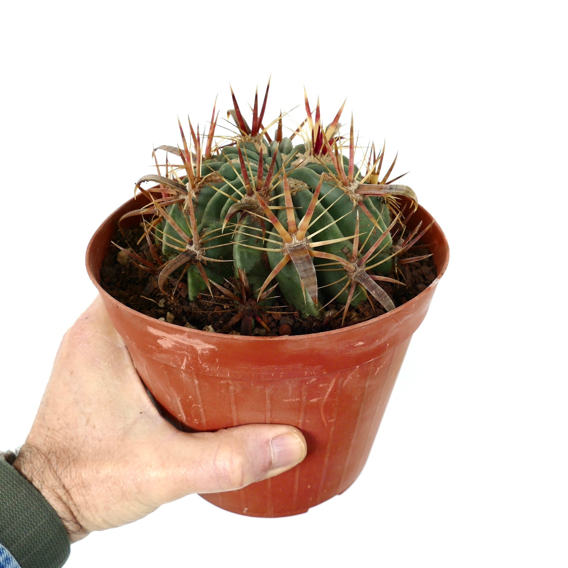 Ferocactus latispinus succulent cactus with thick reddish spines in small pot held by hand