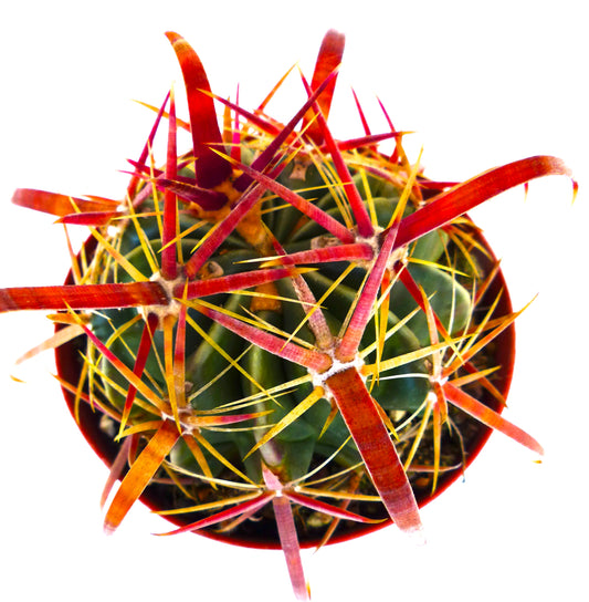 Ferocactus latispinus succulent cactus with thick red and yellow spines in a pot