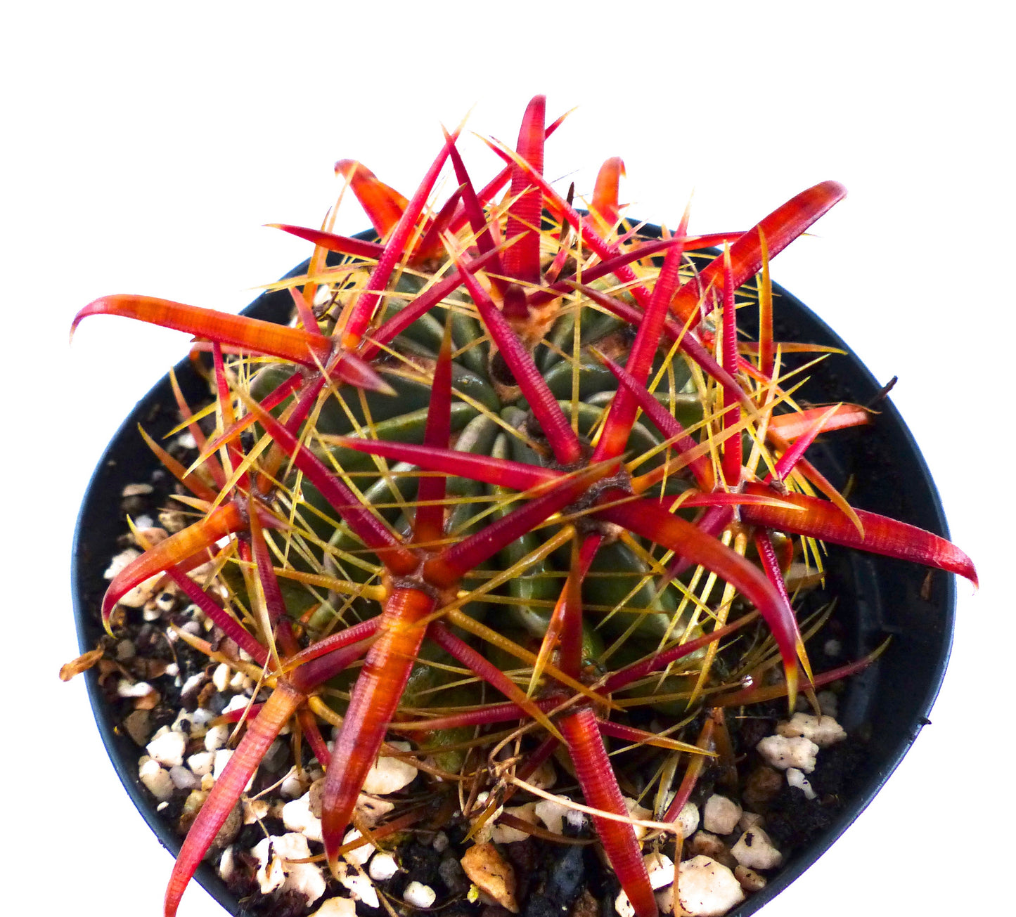 Cactus Ferocactus latispinus avec épines épaisses rouges et jaunes dans un pot noir