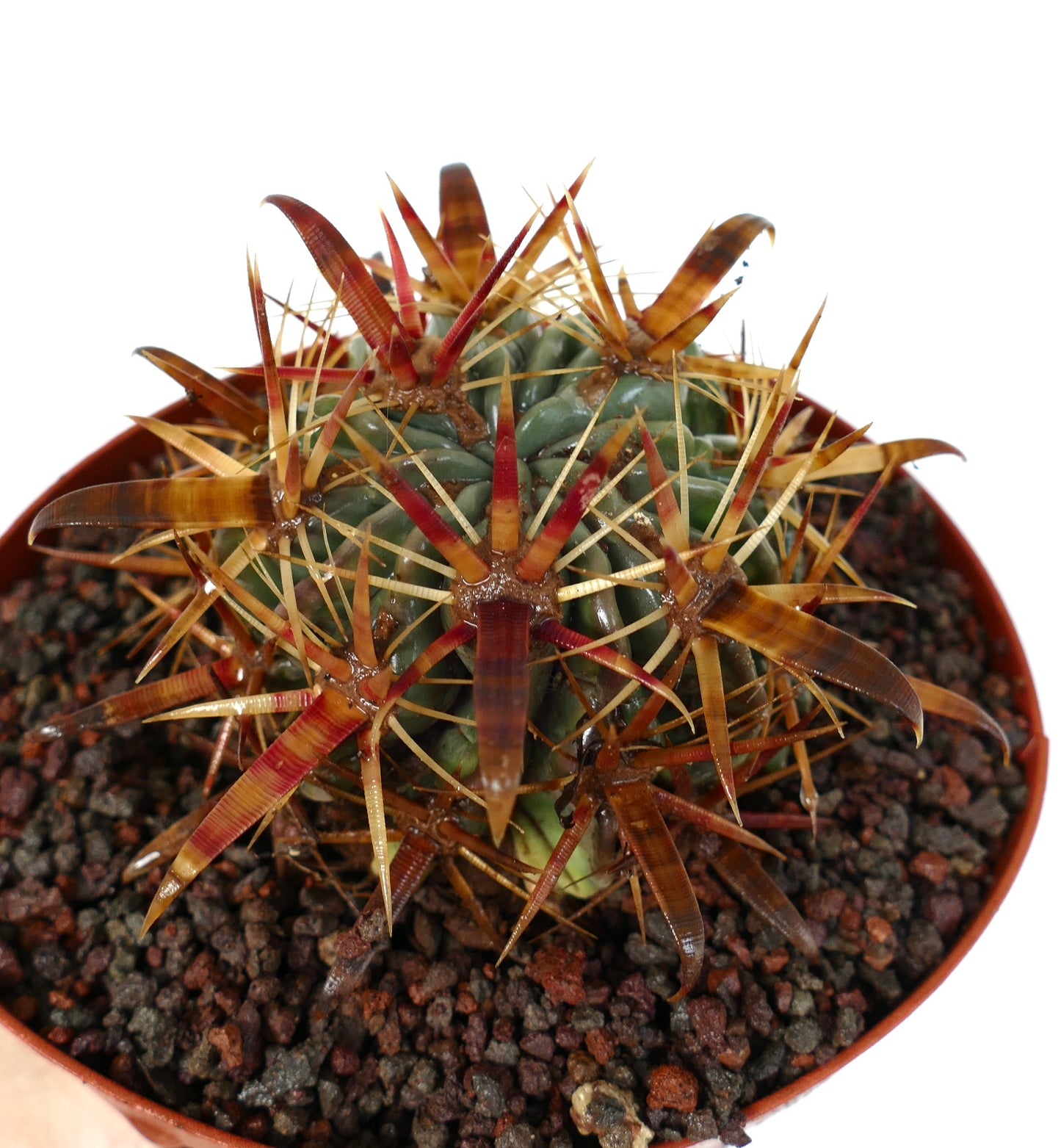 เฟโรแคคตัส ลาทิสปินัส กระบองเพชรอวบน้ำหนามหนาสีแดงน้ำตาลลายริ้วในกระถาง