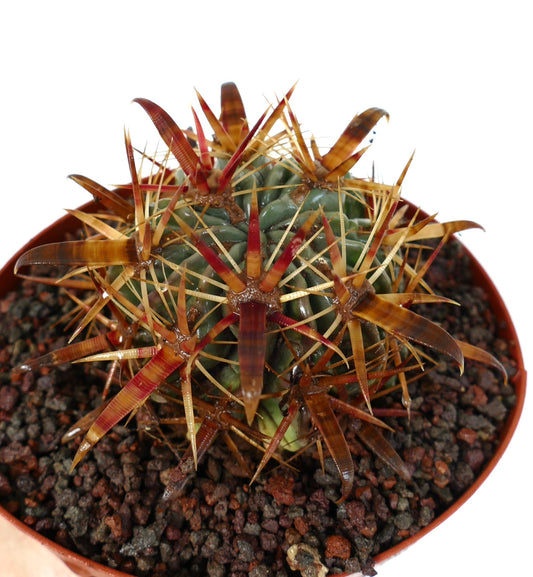 Ferocactus latispinus sukkulent kaktus med tykke stripete rødbrune torner i potte