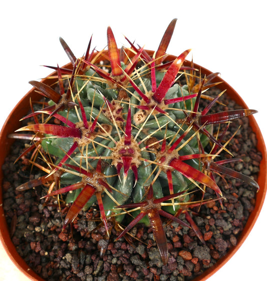 Ferocactus latispinus succulent cactus with thick green body and prominent red spines in pot