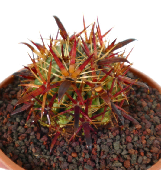 Ferocactus latispinus succulent cactus with long reddish-brown spines in terracotta pot