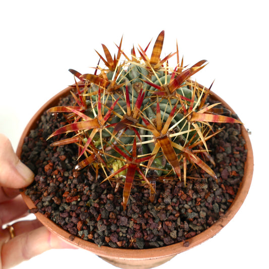 Ferocactus latispinus succulent cactus with thick, striped reddish-brown spines in terracotta pot