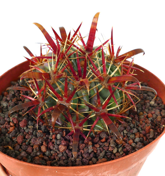Ferocactus latispinus succulent cactus with thick red and yellow spines in terracotta pot