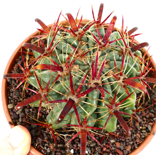 Ferocactus latispinus succulent cactus with thick green ribs and prominent red spines in pot
