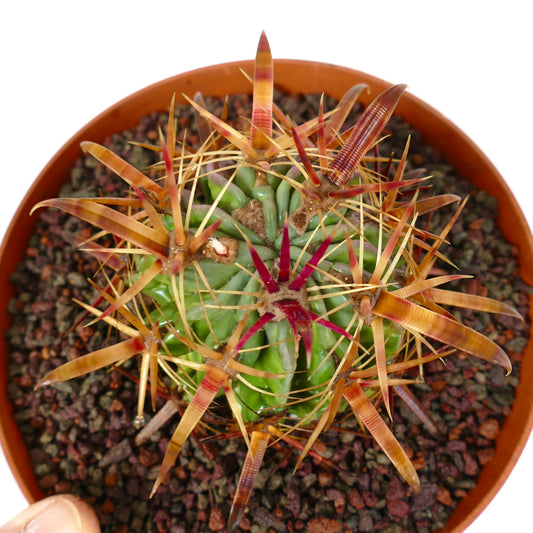 Ferocactus latispinus succulent cactus with thick, colorful, strong spines in terracotta pot
