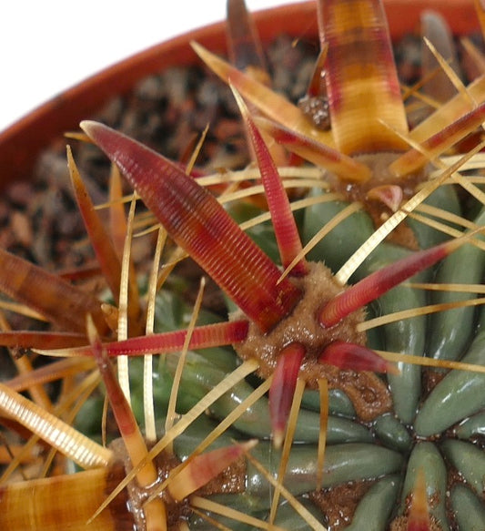 Ferocactus latispinus sukkulent kaktus med tykke røde og gule torner nærbilde