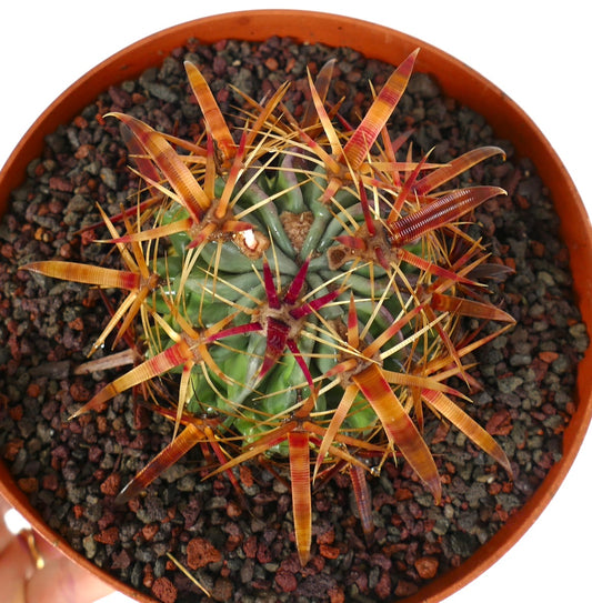 Ferocactus latispinus cactus with thick, colorful, strong spines and green ribbed body in pot