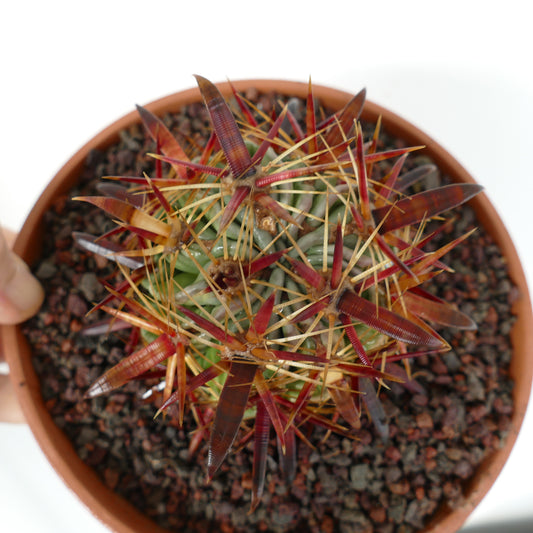 Ferocactus latispinus succulent cactus with large reddish-brown spines in terracotta pot