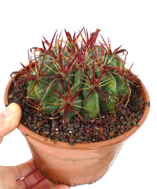 Ferocactus latispinus succulent cactus with thick green ribs and prominent red spines in terracotta pot