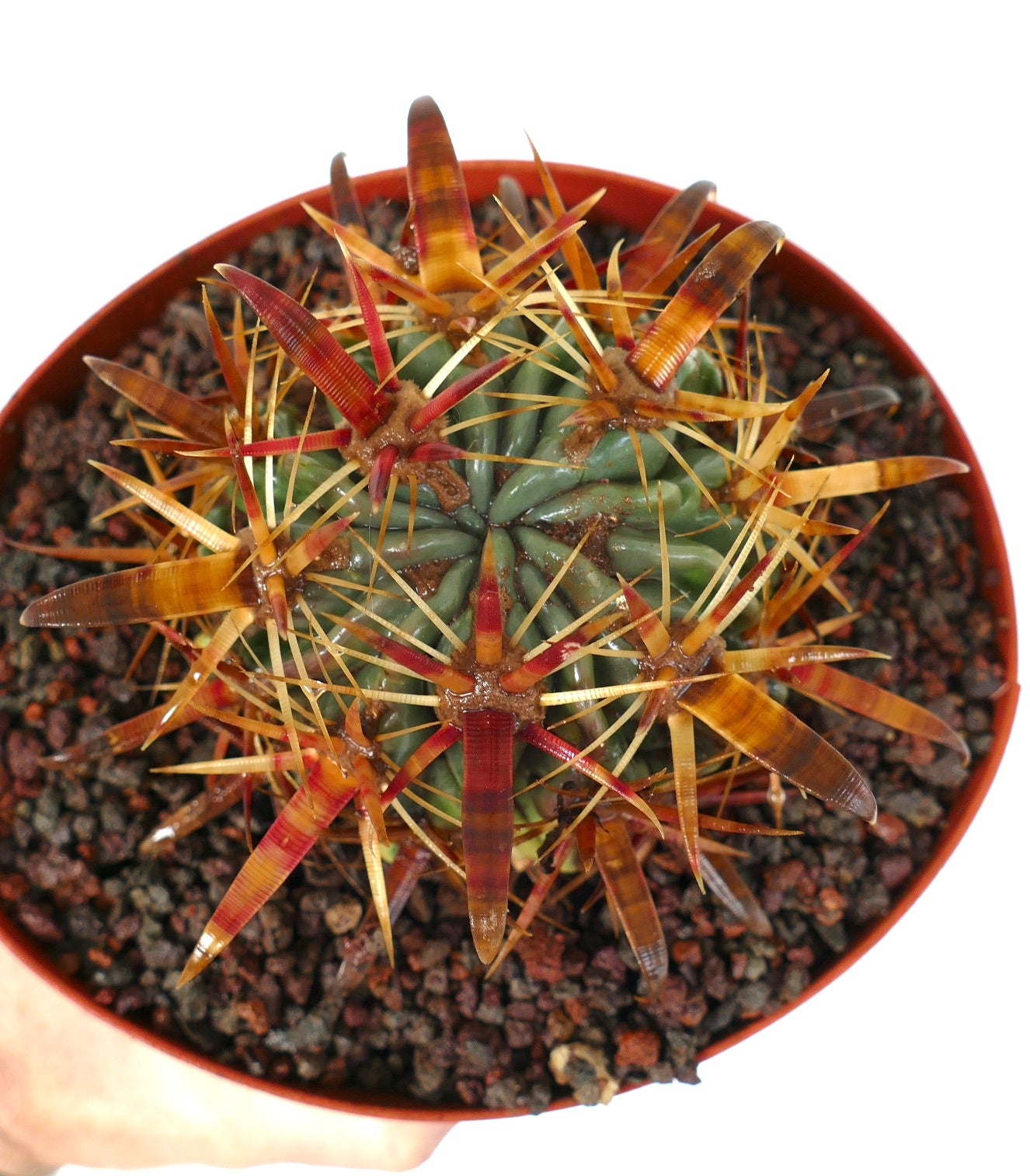 เฟโรแคคตัส ลาทิสปีนัส กระบองเพชรอวบน้ำมีหนามโค้งหนาสีน้ำตาลแดงในกระถาง