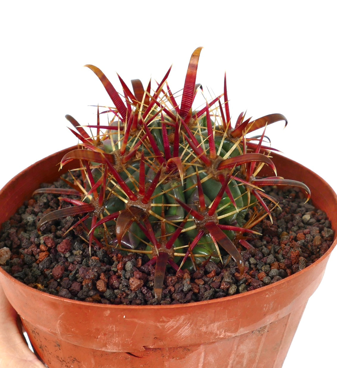 フェロカクタス　斑入り Ferocactus horridus var. brevispinus 斑入り