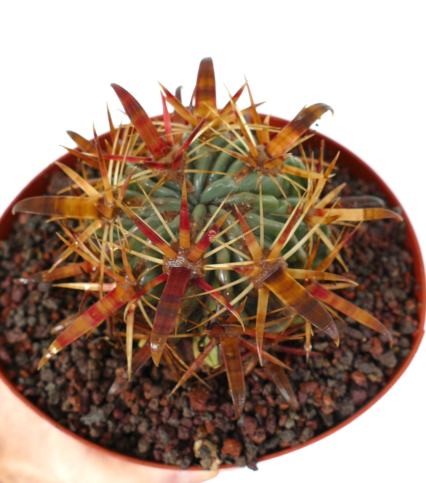 เฟโรแคคตัส ลาติสปินัส แคคตัสอวบน้ำหนามหนาสีแดงน้ำตาลเข้มในกระถางขนาดเล็ก