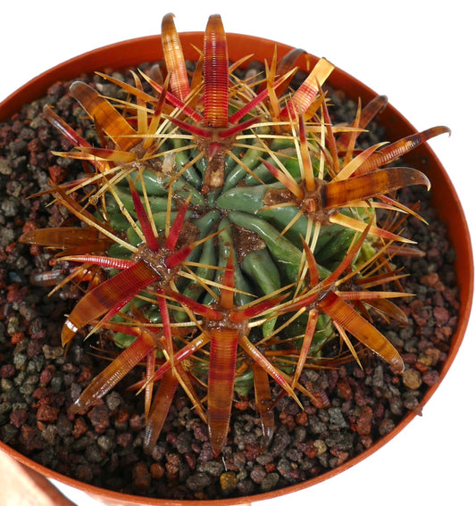 Ferocactus latispinus cactus with thick green body and prominent long reddish-brown spines in pot