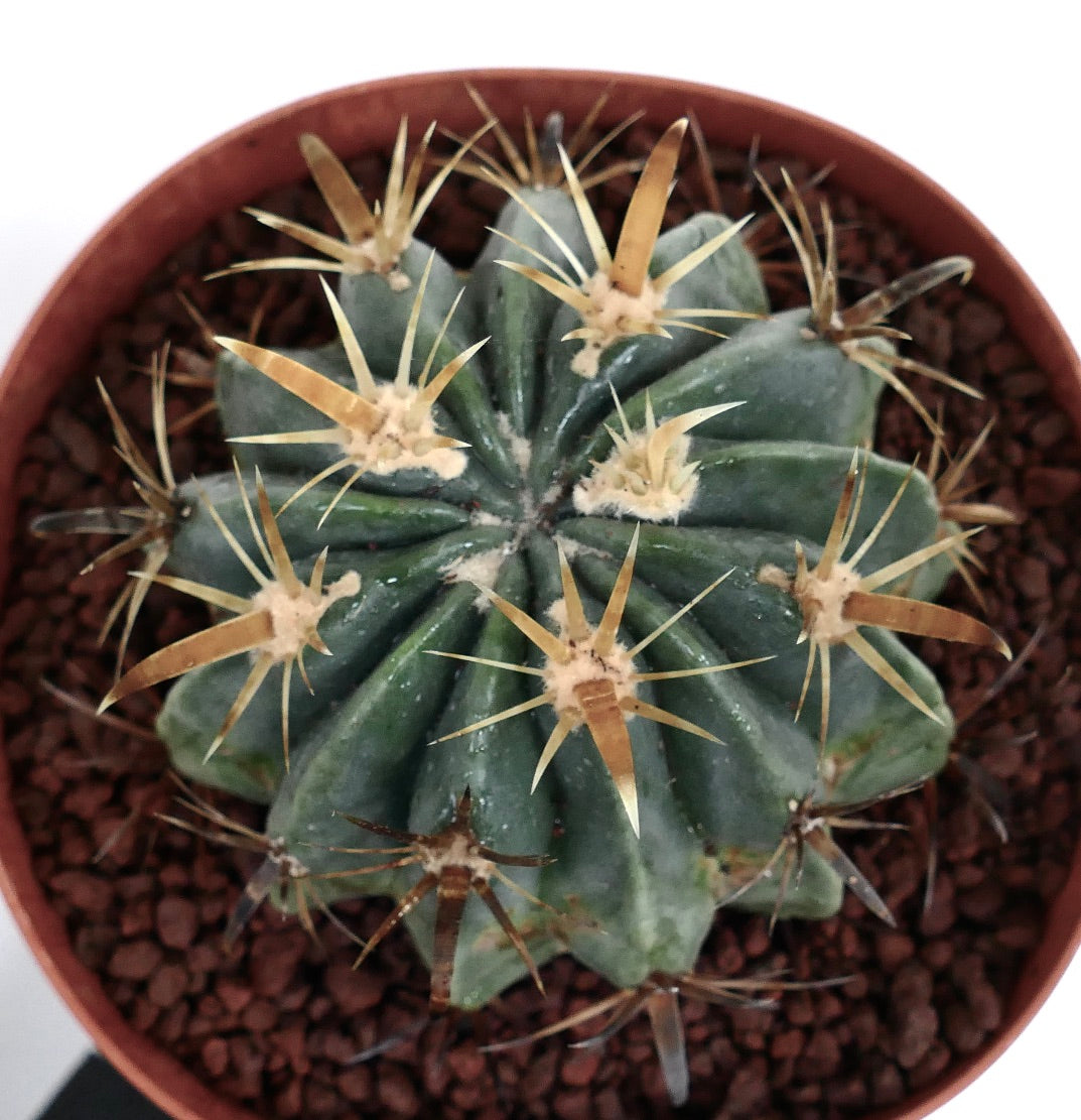 フェロカクタス・ラティスピヌス・フラビスピヌス 多肉質サボテン 厚い棘と濃い緑色の肋状の胴体 ポット入り