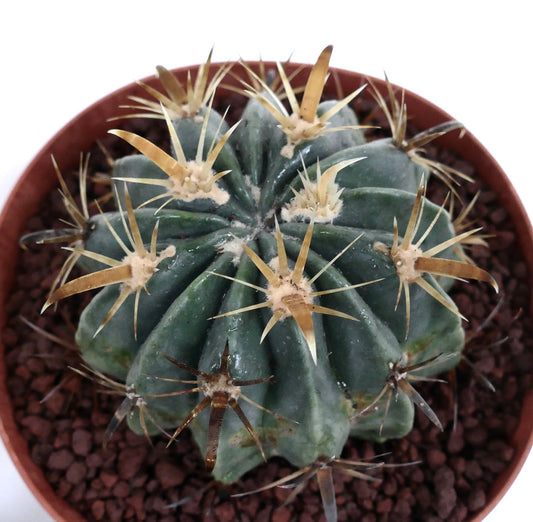 Ferocactus latispinus flavispinus sukkulent kaktus med tykke gulaktige pigger og mørkegrønn kropp i potte