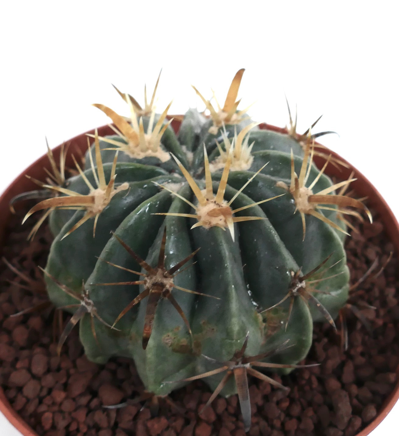 フェロカクタス・ラティスピヌス 多肉質のサボテンで、厚い肋と長い黄味がかった棘が鉢に入っています