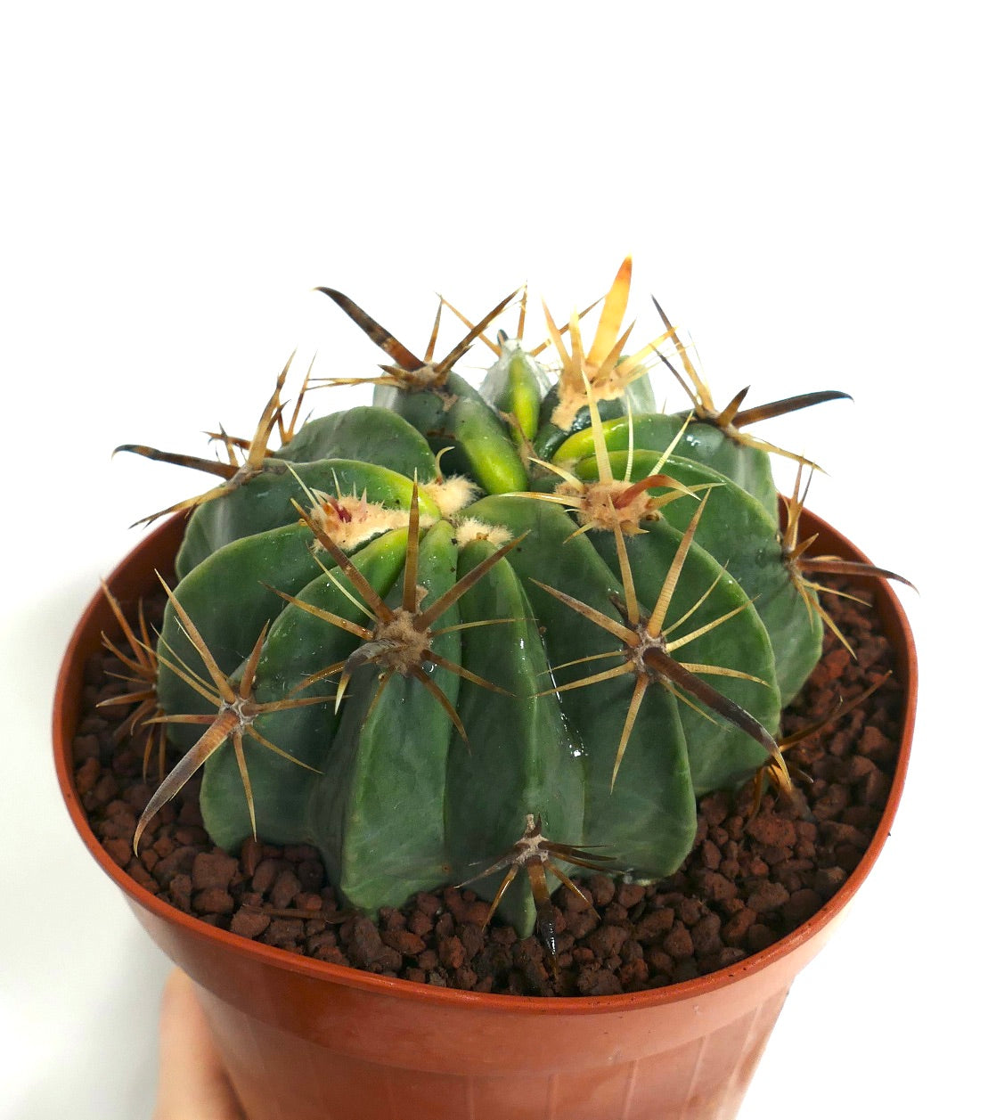 Ferocactus latispinus sukkulent kaktus med tykke grønne ribber og lange skarpe torner i potte