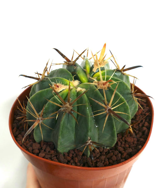 Ferocactus latispinus sukkulent kaktus med tykke grønne ribber og lange skarpe torner i potte