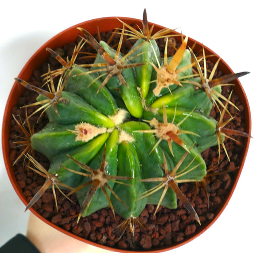 Ferocactus latispinus sukkulent kaktus med tykke grønne ribber og lange brune pigger i potte