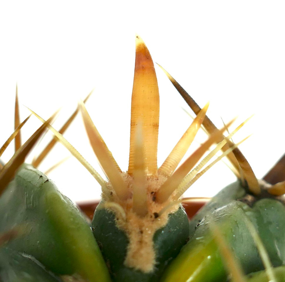 Ferocactus latispinus sukkulent kaktus med tykke gule torner og grønn ribbet kropp