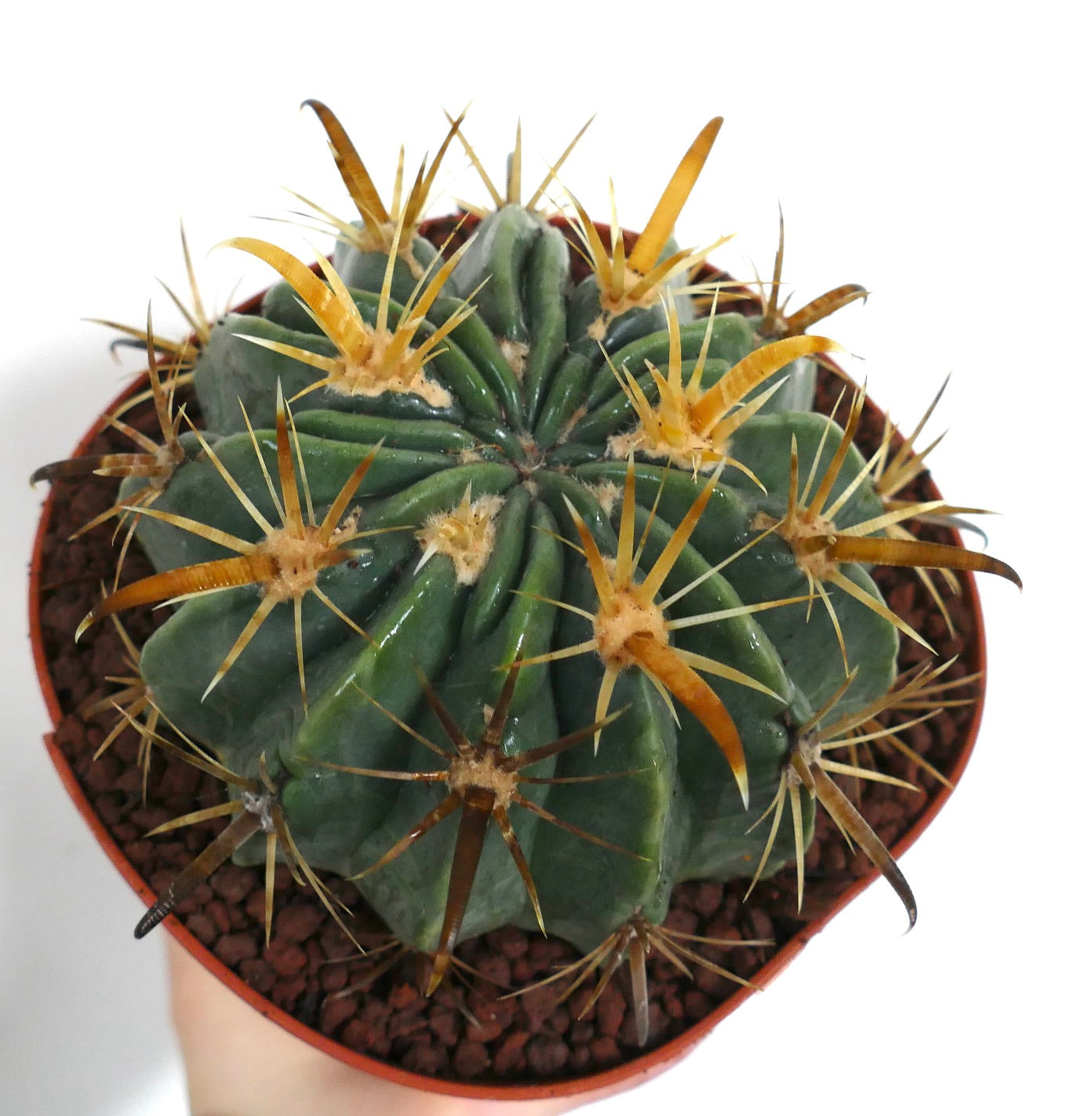 Ferocactus latispinus flavispinus saftig kaktus med tykke grønne ribber og fremtredende gule torner