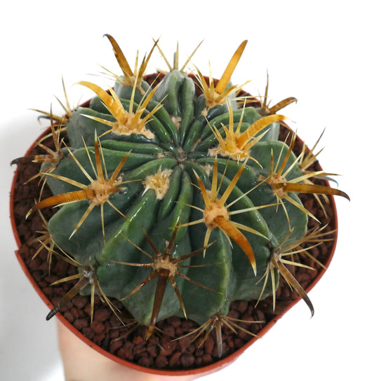 Ferocactus latispinus flavispinus saftig kaktus med tykke grønne ribber og fremtredende gule torner