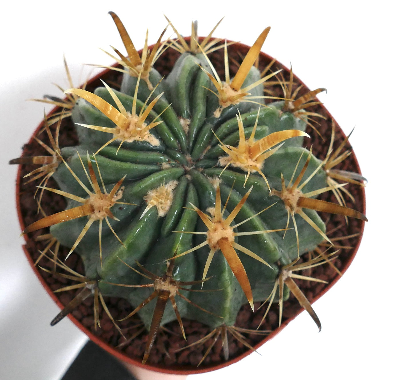 Ferocactus latispinus flavispinus sukkulent kaktus med tykke grønne ribber og fremtredende gule torner