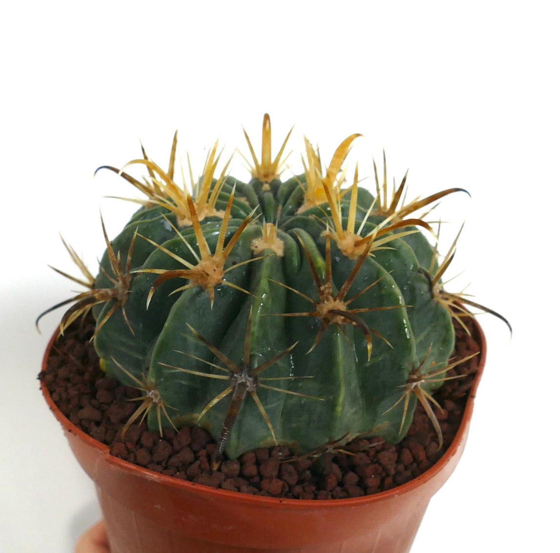 Ferocactus latispinus flavispinus sukkulent kaktus med tykke grønne ribber og fremtredende gule pigger