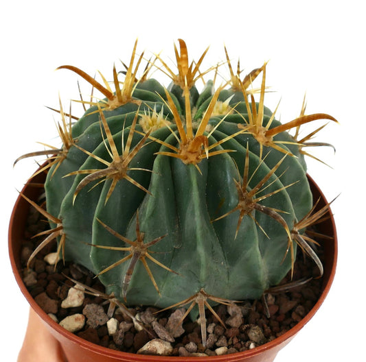 Ferocactus latispinus var. flavispinus succulent cactus with thick green ribs and prominent yellow spines