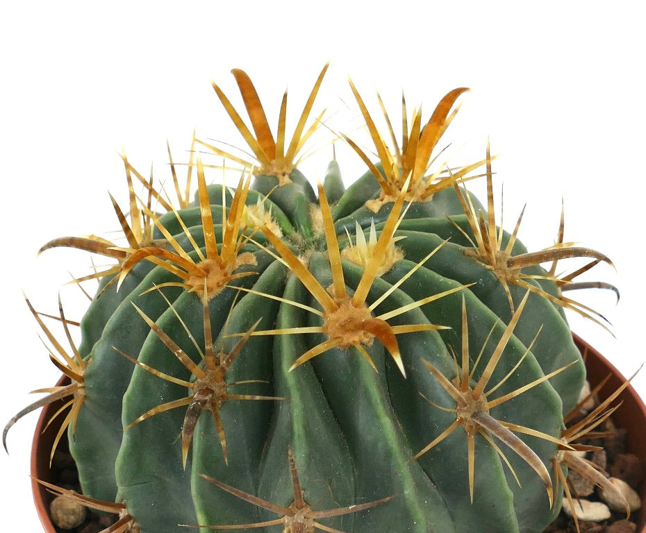 Ferocactus latispinus var. flavispinus suculento cactus con costillas verdes gruesas y espinas amarillas prominentes