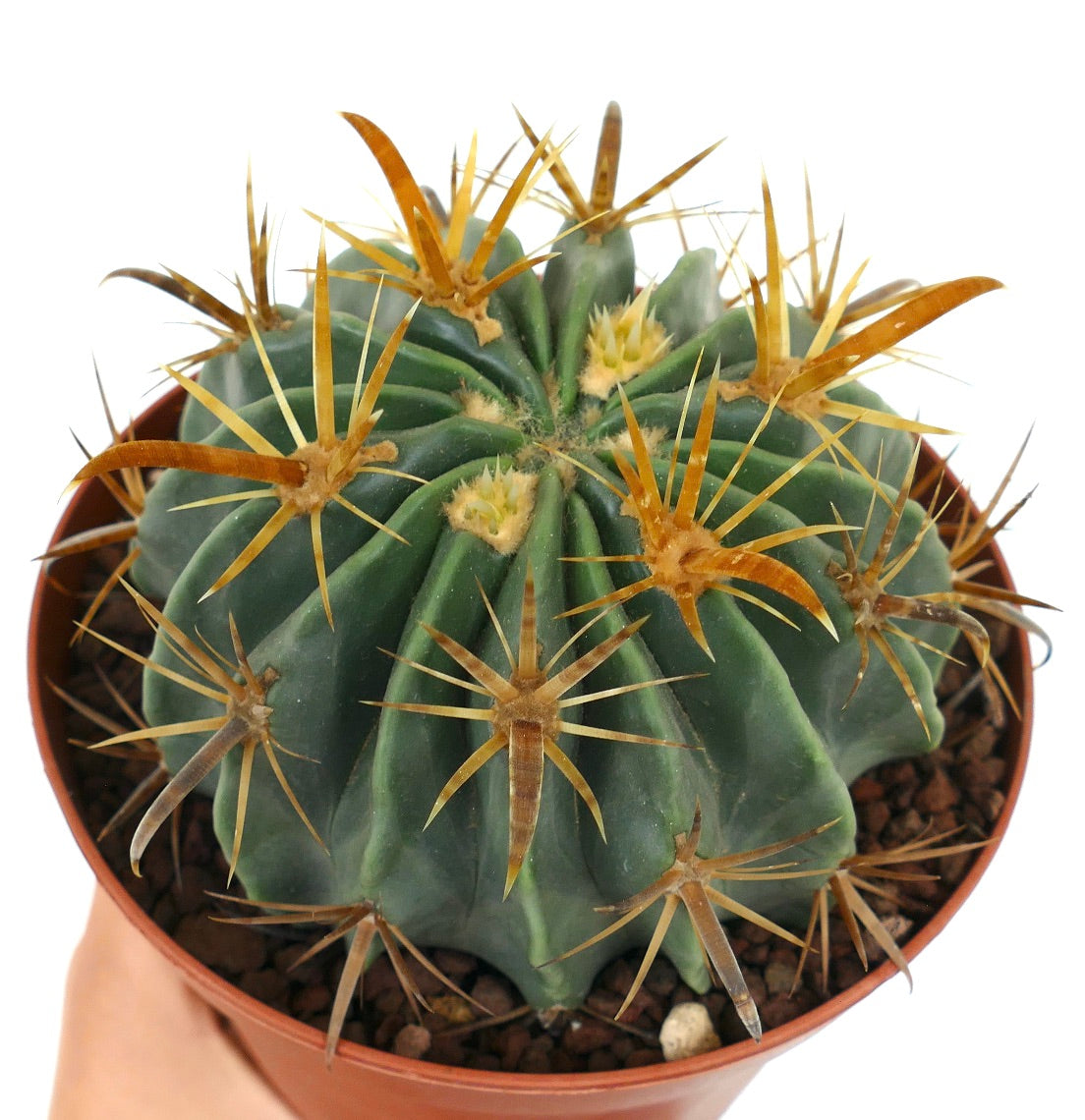 Ferocactus latispinus var. flavispinus cactus suculento con costillas verdes gruesas y espinas amarillas prominentes