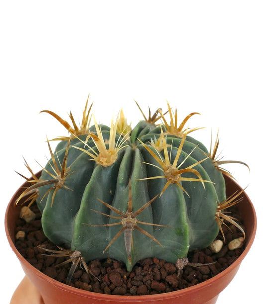 Ferocactus latispinus var. flavispinus succulent cactus with thick green ribs and prominent yellow spines in pot