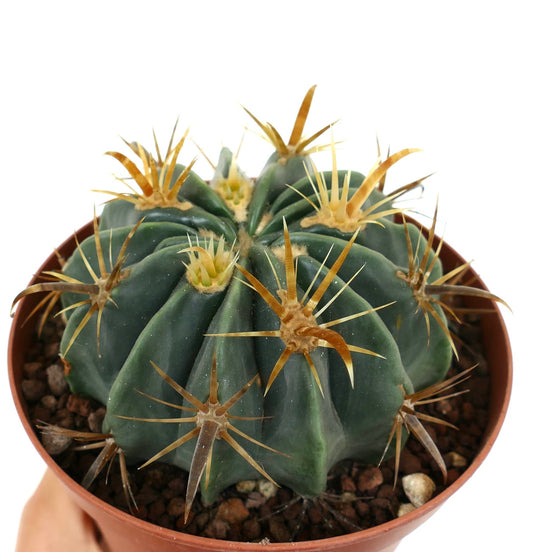 Ferocactus latispinus var. flavispinus succulent cactus with thick ribs and long yellow spines in pot