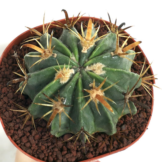 Ferocactus latispinus var. flavispinus saftig kaktus med tykke grønne ribber og lange gule pigger