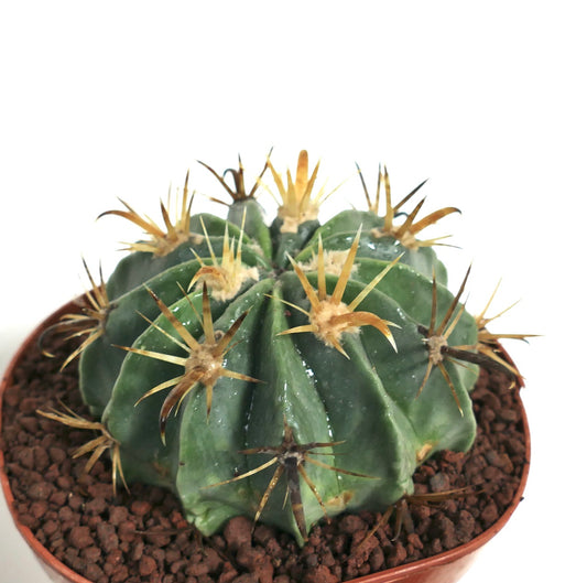 Ferocactus latispinus var. flavispinus sukkulent kaktus med tykke grønne ribber og lange gule pigger