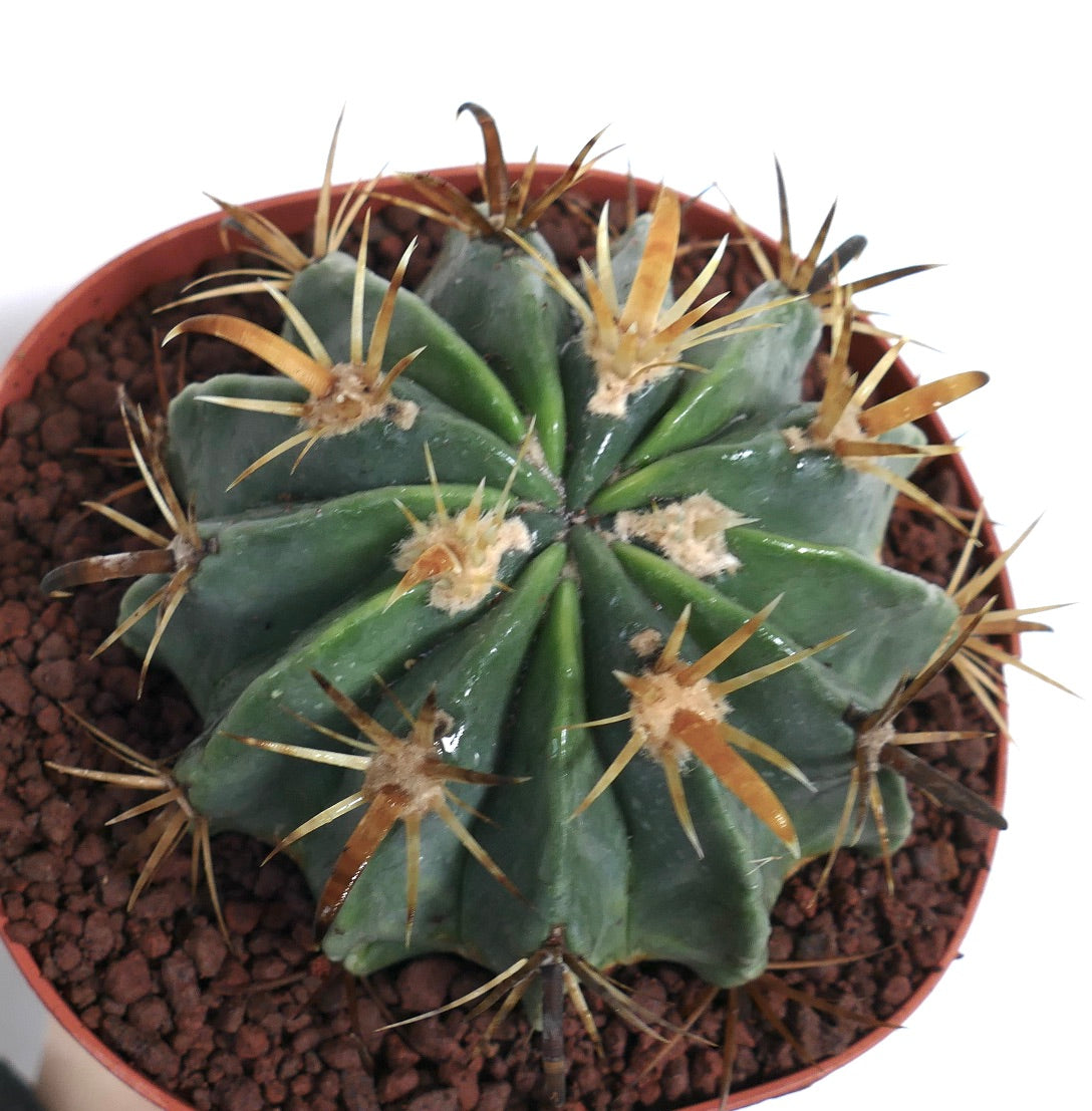 フェロカクタス・ラティスピヌス 変種 フラビスピヌス 厚い緑色の肋部と長い黄色の棘を持つ多肉サボテン