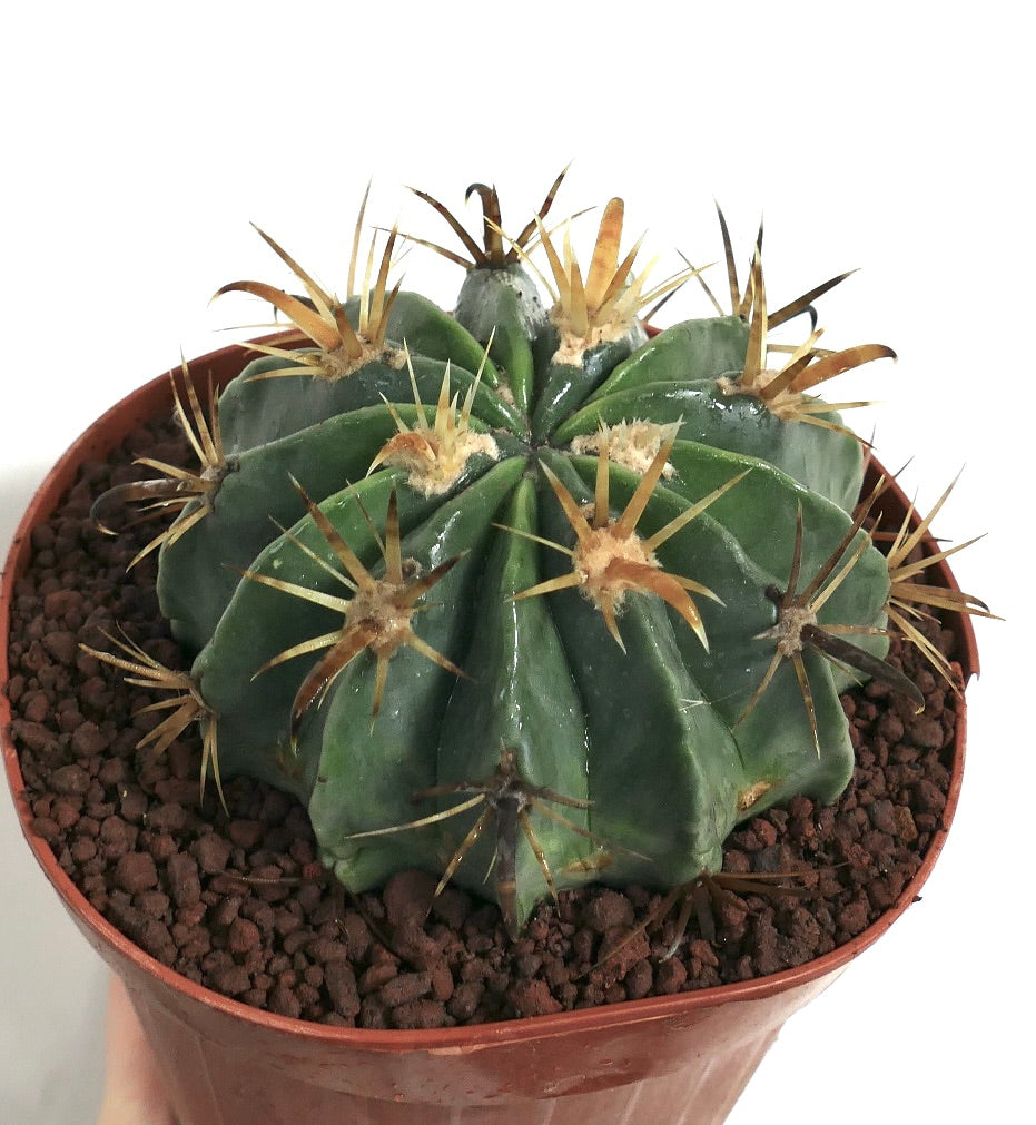 フェロカクタス・ラティスピヌス var. フラビスピヌス 鮮やかな黄色い棘が目立つ緑の多肉サボテン（鉢植え）