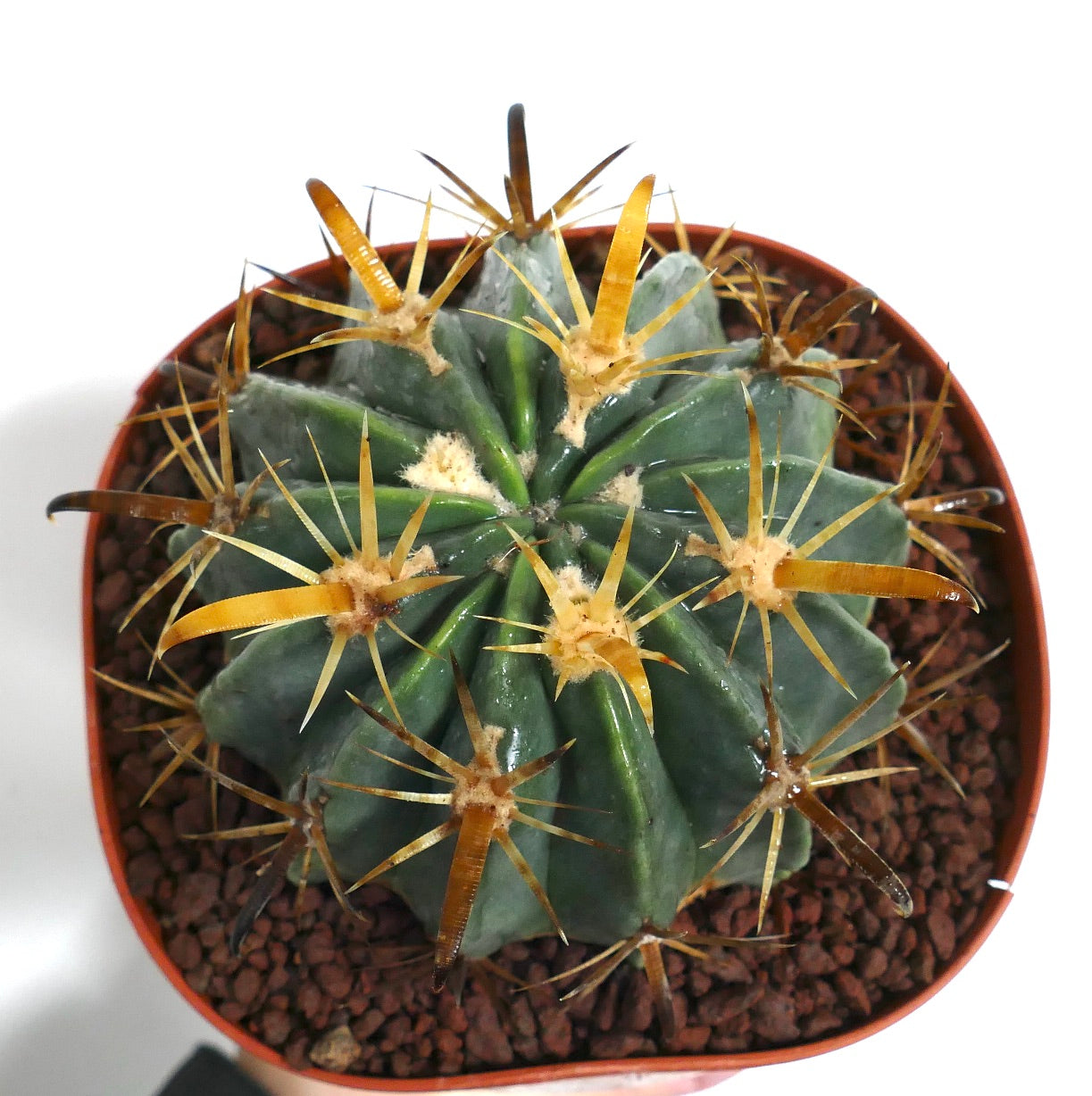 フェロカクタス・ラティスピヌス var. フラビスピヌス 厚みのある緑色のリブと目立つ黄色いトゲを持つ多肉性サボテン